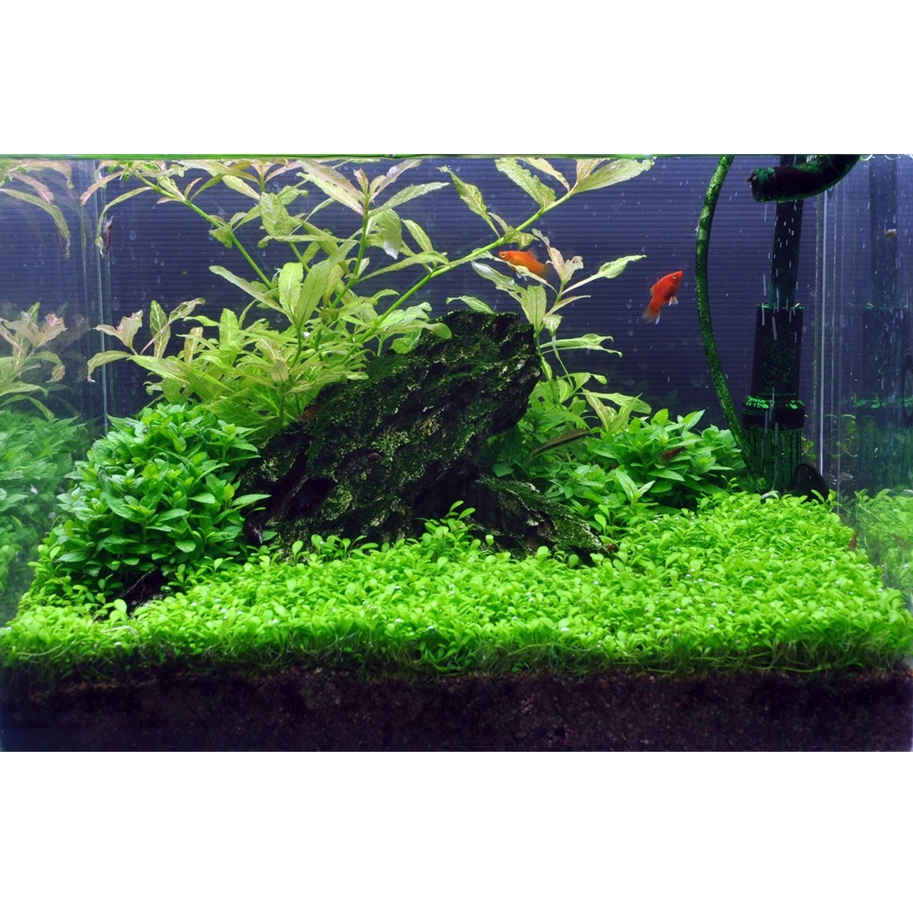 Tropica Glossostigma elatinoides 1-2-GROW x 3